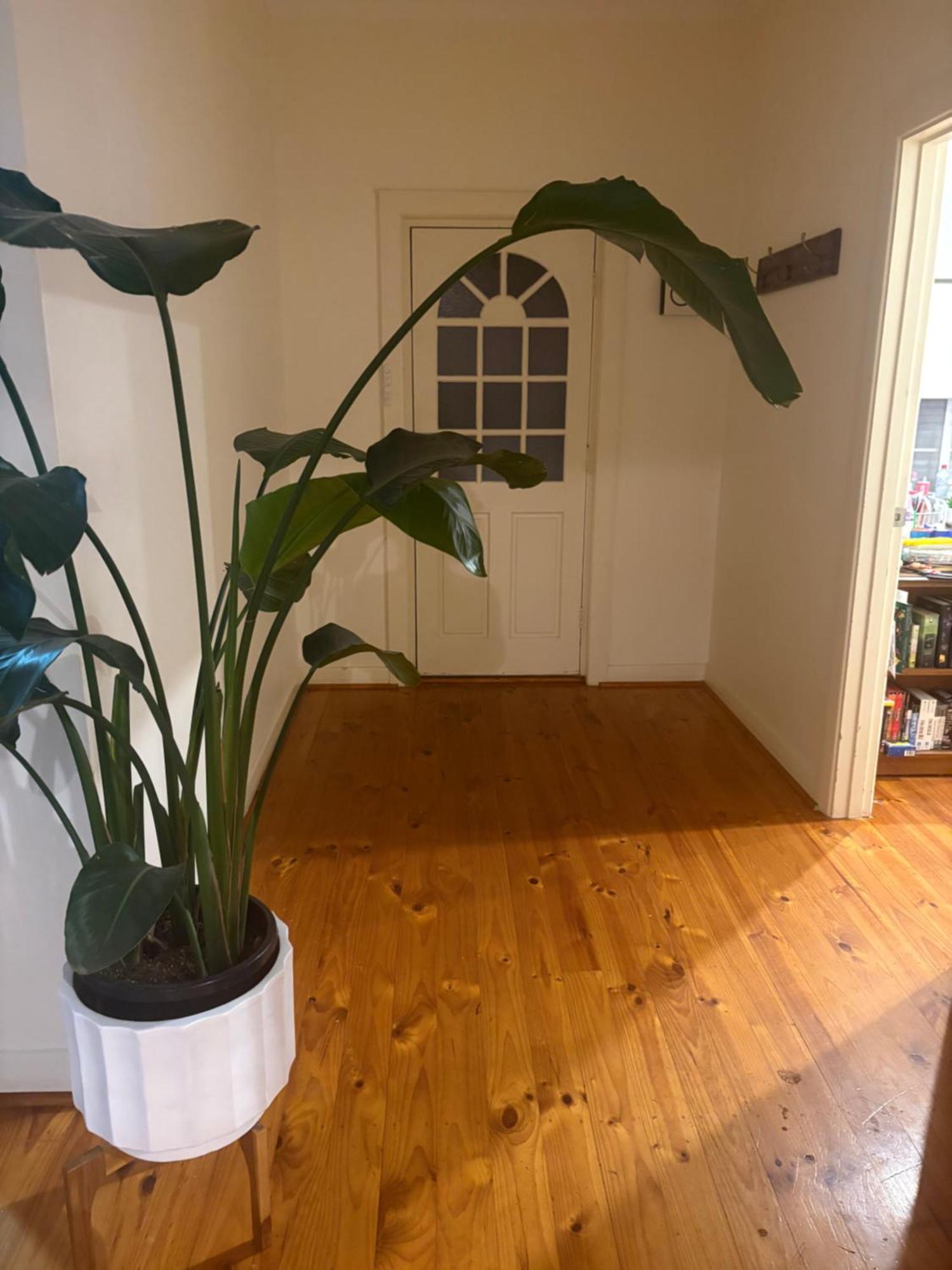 Botanic Bliss In Magill Villa *