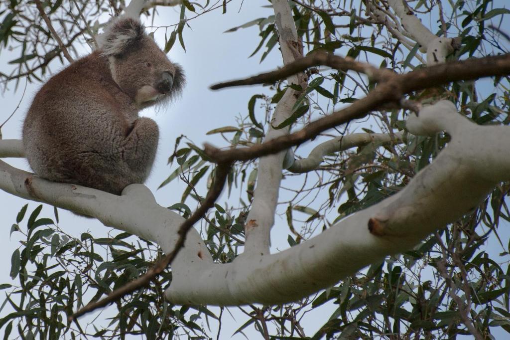 Brownhill Creek Tourist Park 4*