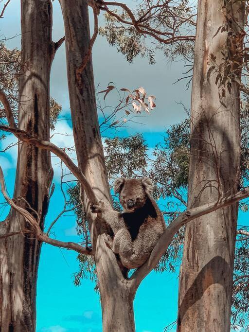 Parvatii-perfect Escape-15 Mins To & Wineries * Adelaide