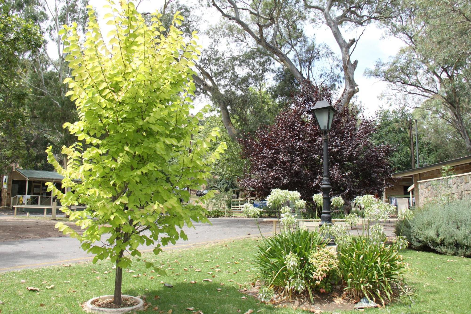 Campo de férias Brownhill Creek Tourist Park