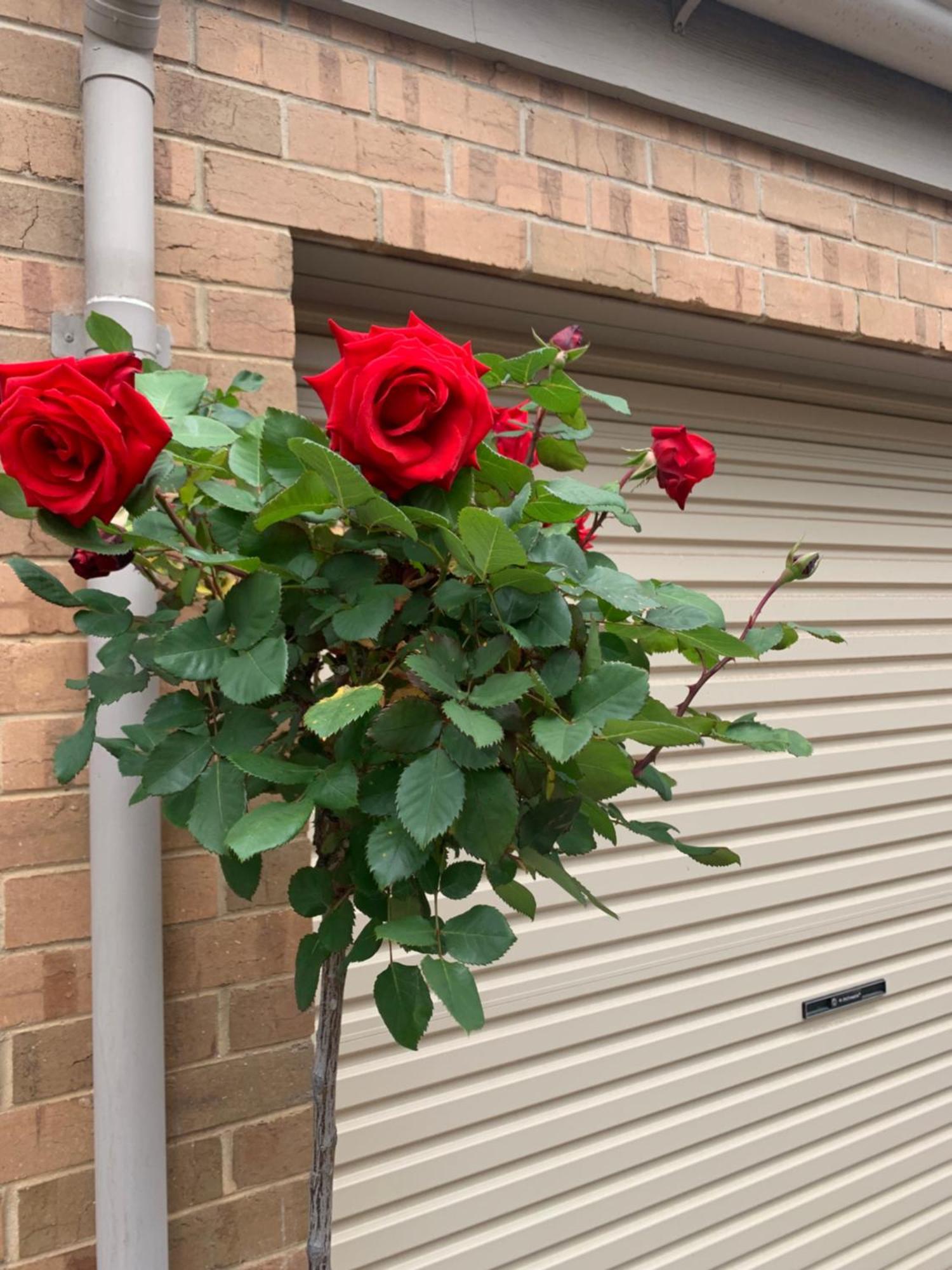 Style Accommodation-close To City-north Adelaide-3 Bdrm- Free Parking
