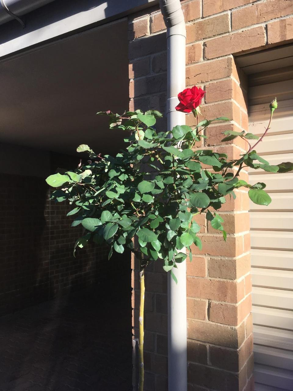 Style Accommodation-close To City-north Adelaide-3 Bdrm- Free Parking Apartment Adelaide